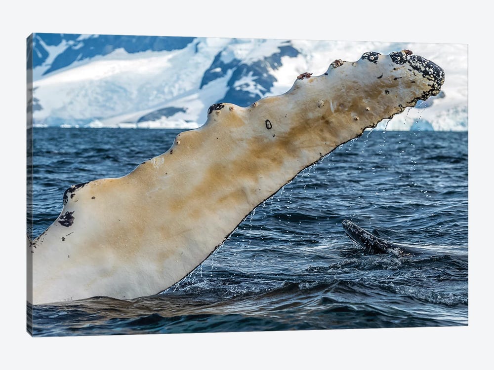 Whale in the ocean, Southern Ocean, Antarctic Peninsula, Antarctica by Panoramic Images 1-piece Canvas Art