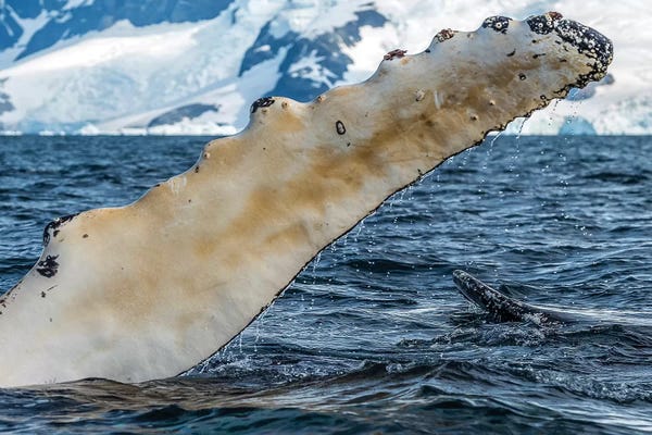 Antarctica: Whale in the ocean, Southern Ocean, Antarctic Peninsula, Antarctica by Panoramic Images