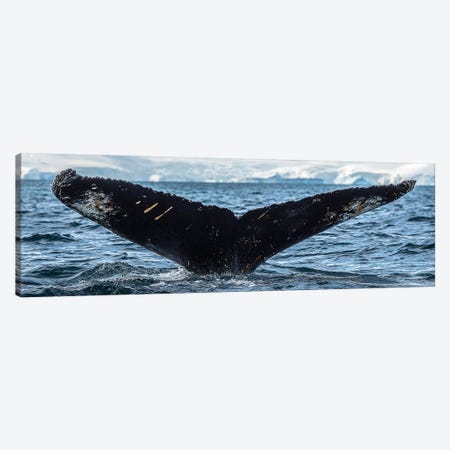 Whale in the ocean, Southern Ocean, Antarctic Peninsula, Antarctica Canvas Print #PIM15873} by Panoramic Images Art Print