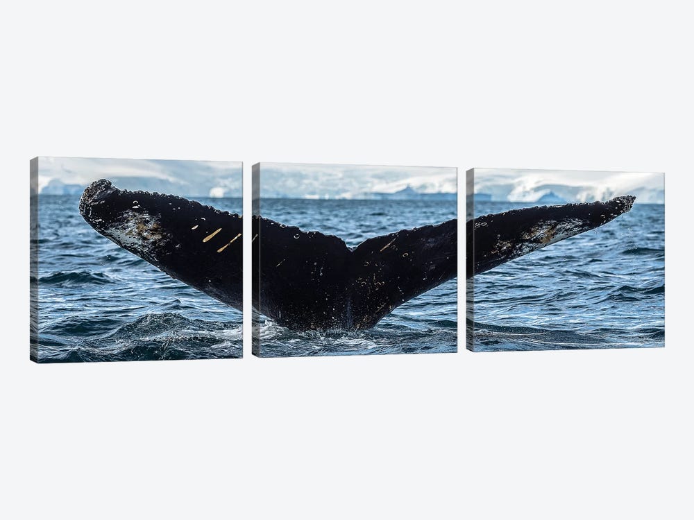 Whale in the ocean, Southern Ocean, Antarctic Peninsula, Antarctica by Panoramic Images 3-piece Canvas Print