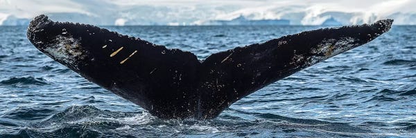 Antarctica: Whale in the ocean, Southern Ocean, Antarctic Peninsula, Antarctica by Panoramic Images