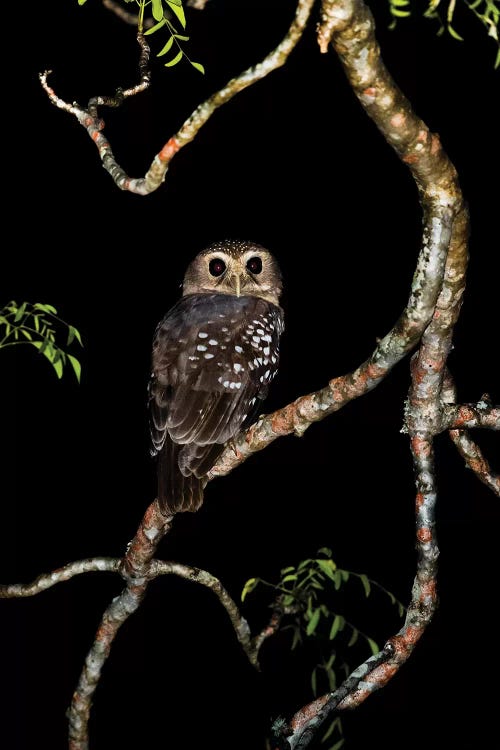 White-browed owl or Madagascar hawk-owl on tree branch, Madagascar