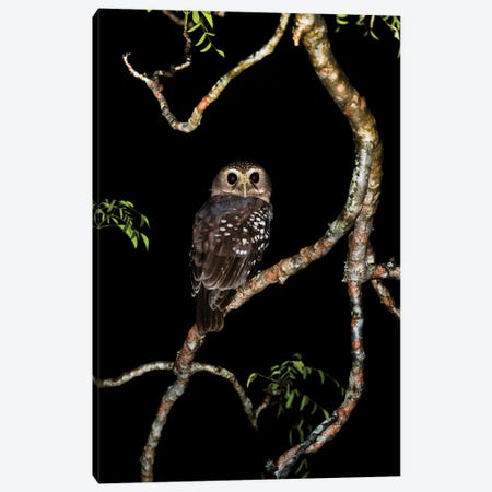 White-browed owl or Madagascar hawk-owl on tree branch, Madagascar Canvas Print #PIM15877} by Panoramic Images Canvas Wall Art