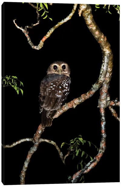 White-browed owl or Madagascar hawk-owl on tree branch, Madagascar Canvas Art Print - Madagascar