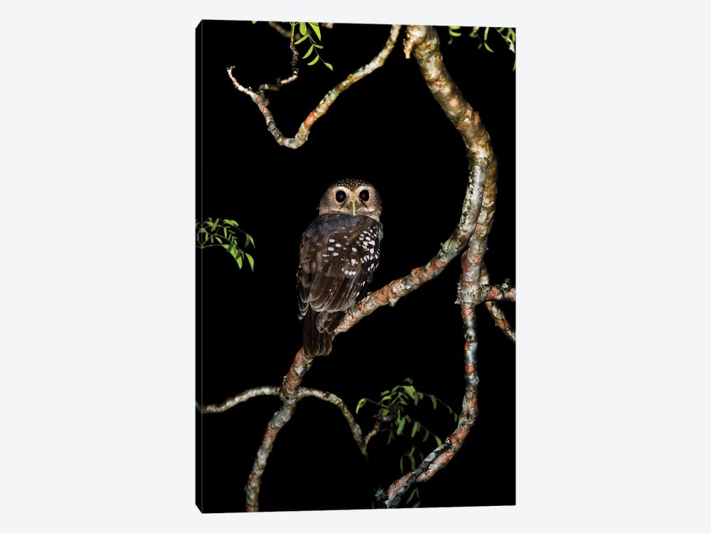 White-browed owl or Madagascar hawk-owl on tree branch, Madagascar by Panoramic Images 1-piece Art Print