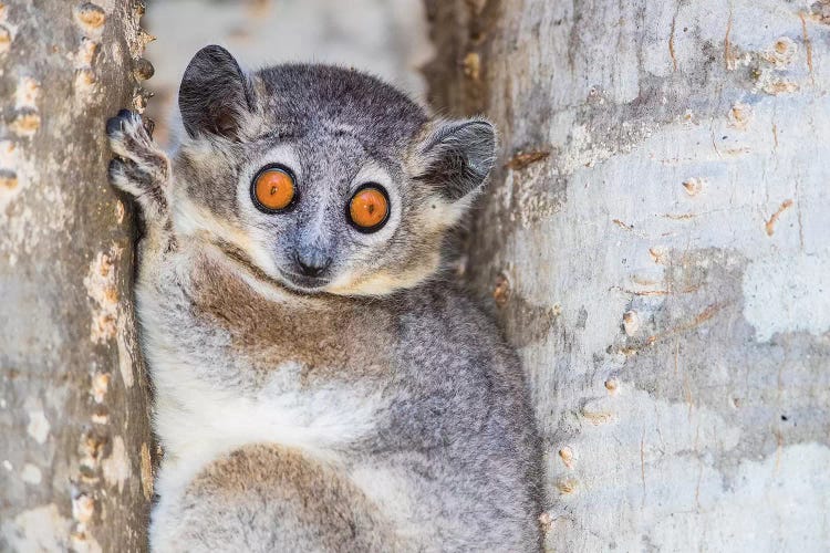 White-footed sportive lemur , Madagascar