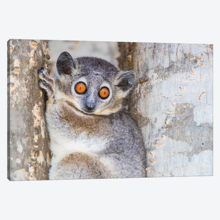 White-footed sportive lemur , Madagascar Canvas Print #PIM15879} by Panoramic Images Canvas Art Print