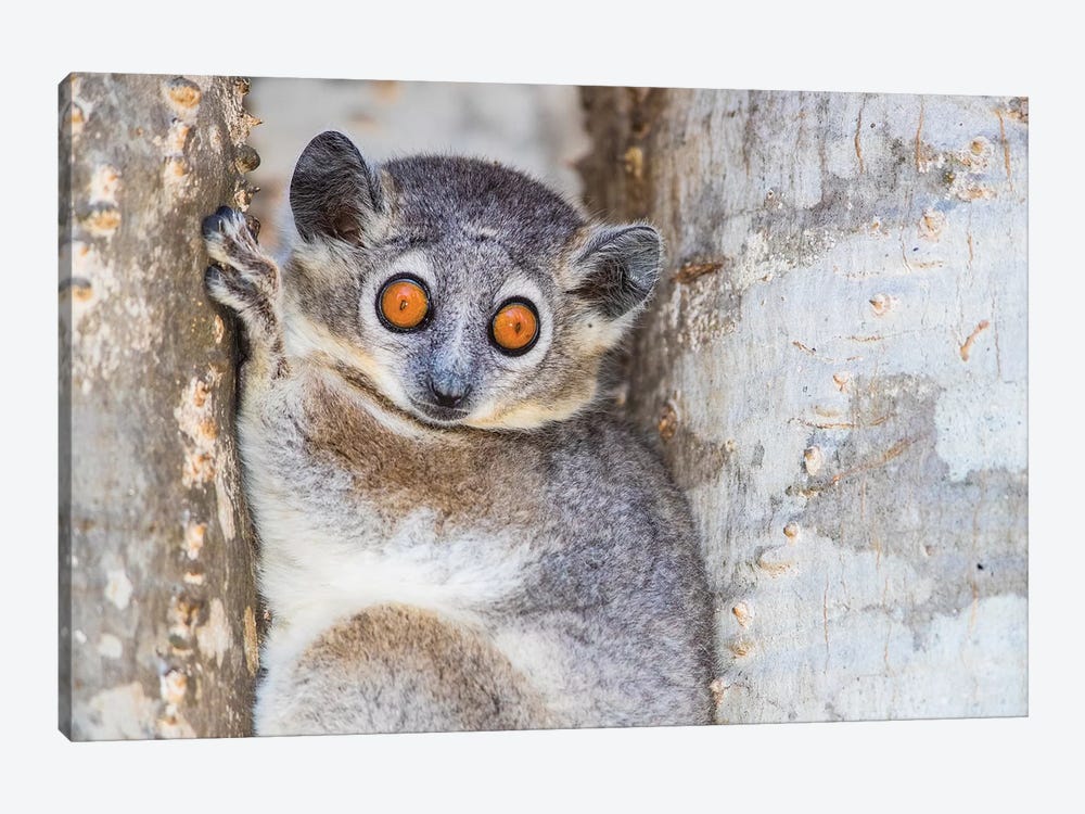 White-footed sportive lemur , Madagascar by Panoramic Images 1-piece Art Print