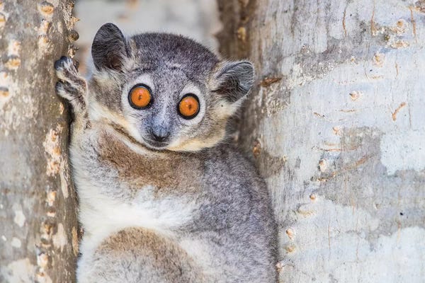 Lemurs: White-footed sportive lemur , Madagascar by Panoramic Images