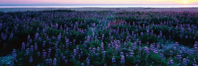 Wildflowers at the coast, Portuguese Bend, Palos Verdes, California, USA