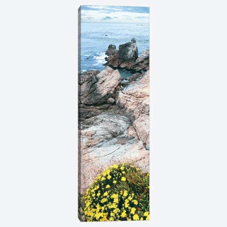 Yellow wildflowers on Pacific Ocean shore, Point Lobos State Natural Preserve, Carmel-By-The-Sea, California, USA Canvas Print #PIM15887} by Panoramic Images Art Print