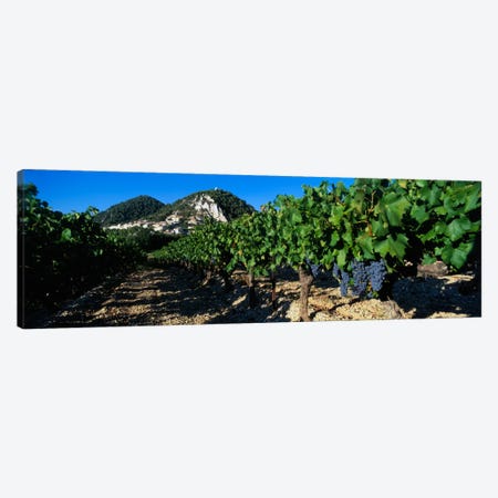 Vineyard Harvest, Seguret, Cotes du Rhone, Provence-Alpes-Cote d'Azur, France Canvas Print #PIM1590} by Panoramic Images Canvas Print