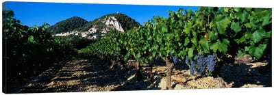 Vineyard Harvest, Seguret, Cotes du Rhone, Provence-Alpes-Cote d'Azur, France Canvas Art Print - Vineyard Art