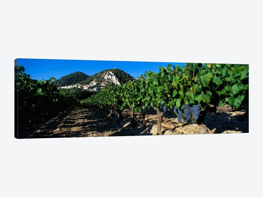 Vineyard Harvest, Seguret, Cotes du Rhone, Provence-Alpes-Cote d'Azur, France by Panoramic Images 1-piece Canvas Art Print
