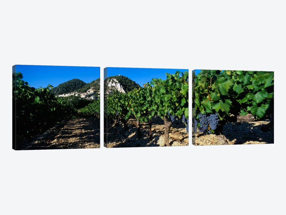 Vineyard Harvest, Seguret, Cotes du Rhone, Provence-Alpes-Cote d'Azur, France by Panoramic Images 3-piece Art Print