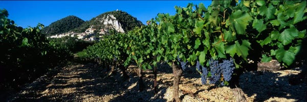 Vineyards: Vineyard Harvest, Seguret, Cotes du Rhone, Provence-Alpes-Cote d'Azur, France by Panoramic Images