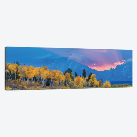 Aspen Tree Forest In Autumn At Sunset And Teton Range, Grand Teton National Park, Wyoming, USA Canvas Print #PIM15911} by Panoramic Images Canvas Wall Art