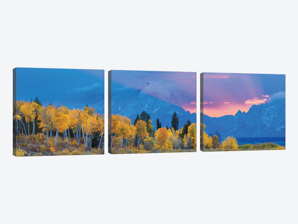 Aspen Tree Forest In Autumn At Sunset And Teton Range, Grand Teton National Park, Wyoming, USA by Panoramic Images 3-piece Canvas Artwork