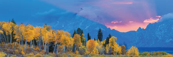 Aspen Tree Forest In Autumn At Sunset And Teton Range, Grand Teton National Park, Wyoming, USA