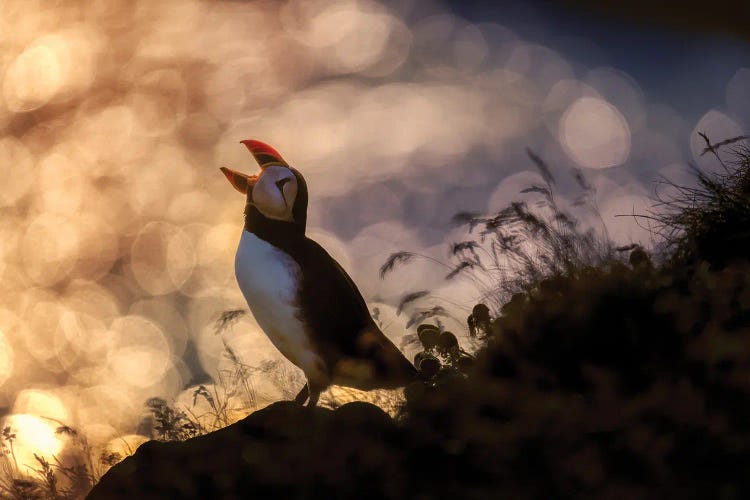 Atlantic Puffin, Iceland