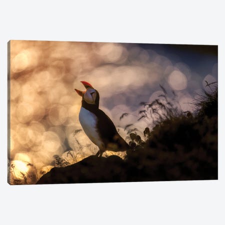 Atlantic Puffin, Iceland Canvas Print #PIM15912} by Panoramic Images Canvas Artwork