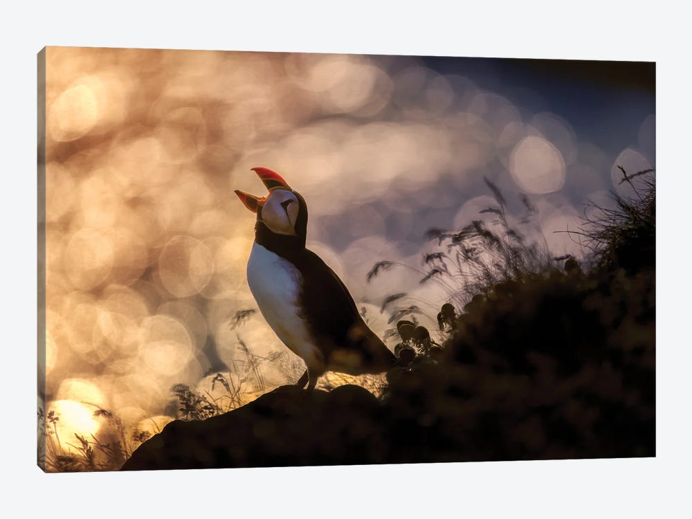 Atlantic Puffin, Iceland by Panoramic Images 1-piece Canvas Print