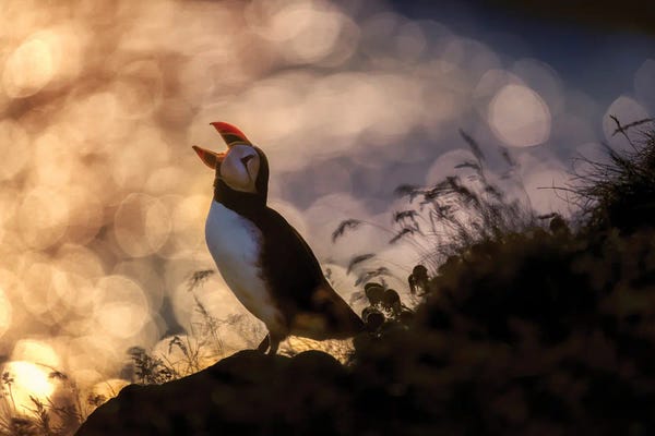 Puffins: Atlantic Puffin, Iceland by Panoramic Images