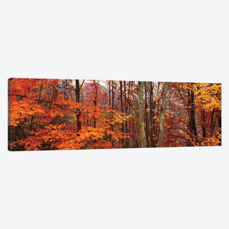 Autumn Trees In Great Smoky Mountains National Park, North Carolina, USA Canvas Print #PIM15919} by Panoramic Images Canvas Wall Art
