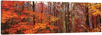 Autumn Trees In Great Smoky Mountains National Park, North Carolina, USA Canvas Art Print - Mountains Scenic Photography