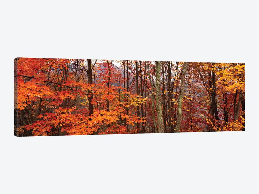 Autumn Trees In Great Smoky Mountains National Park, North Carolina, USA by Panoramic Images 1-piece Canvas Wall Art