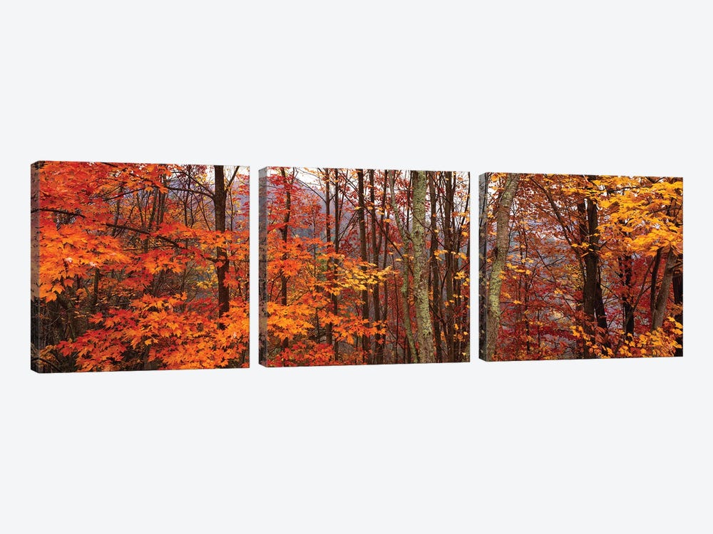 Autumn Trees In Great Smoky Mountains National Park, North Carolina, USA by Panoramic Images 3-piece Canvas Artwork