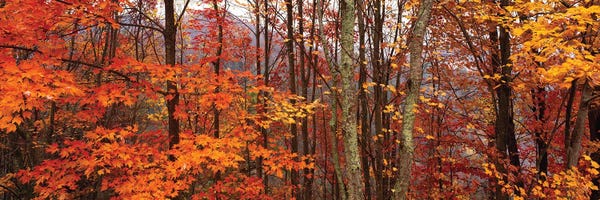 Large Photography - Canvas Prints: Autumn Trees In Great Smoky Mountains National Park, North Carolina, USA by Panoramic Images