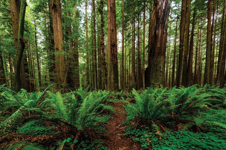 Avenue Of Giants And Giant Redwood Forest Along Route 101, California, USA