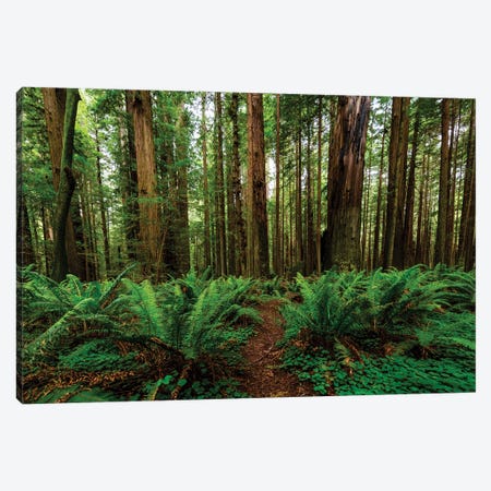 Avenue Of Giants And Giant Redwood Forest Along Route 101, California, USA Canvas Print #PIM15920} by Panoramic Images Canvas Art Print