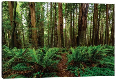 Avenue Of Giants And Giant Redwood Forest Along Route 101, California, USA Canvas Art Print - Redwood Trees