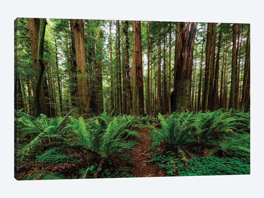 Avenue Of Giants And Giant Redwood Forest Along Route 101, California, USA by Panoramic Images 1-piece Canvas Wall Art