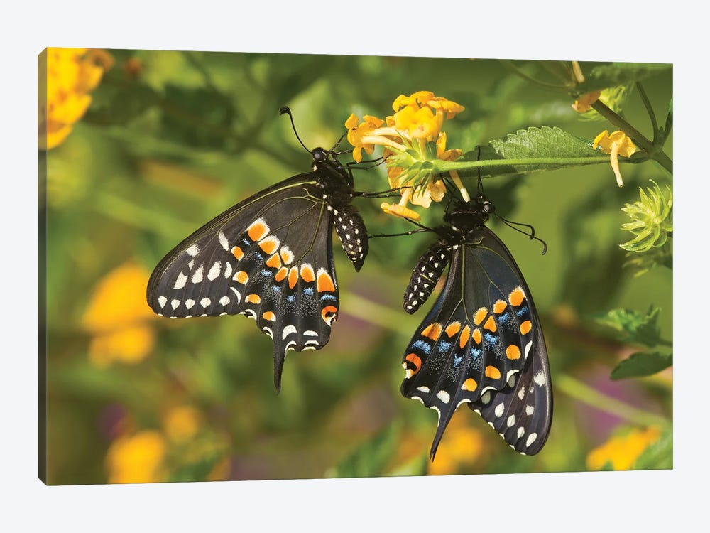 Black Swallowtail Butterflies Pollinating New Gold Lantana Flowers In A Garden, Marion County, Illinois, USA by Panoramic Images 1-piece Canvas Art