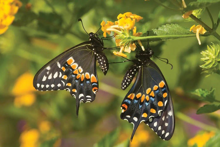 Black Swallowtail Butterflies Pollinating New Gold Lantana Flowers In A Garden, Marion County, Illinois, USA