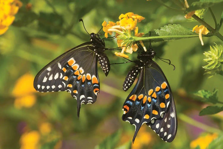 Black Swallowtail Butterflies Pollinating New Gold Lantana Flowers In A Garden, Marion County, Illinois, USA by Panoramic Images wall art