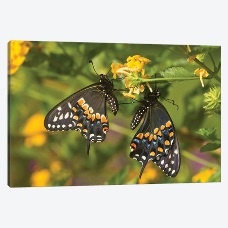 Black Swallowtail Butterflies Pollinating New Gold Lantana Flowers In A Garden, Marion County, Illinois, USA Canvas Print #PIM15928} by Panoramic Images Art Print