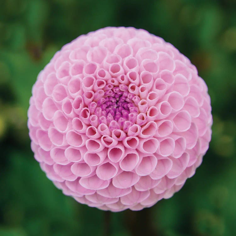 Close Up Of Blooming Pink Dahlia In Rhododendron Garden, Point Defiance Park, Tacoma, Washington, USA