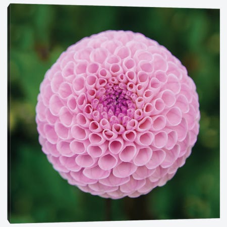 Close Up Of Blooming Pink Dahlia In Rhododendron Garden, Point Defiance Park, Tacoma, Washington, USA Canvas Print #PIM15931} by Panoramic Images Canvas Artwork