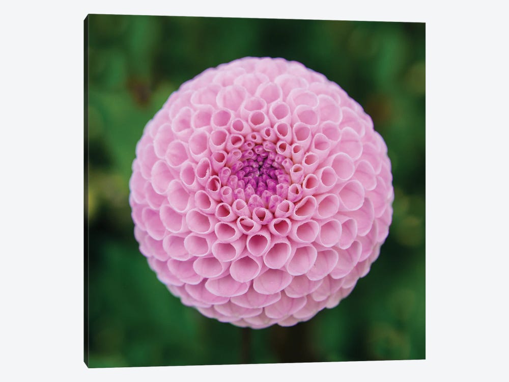 Close Up Of Blooming Pink Dahlia In Rhododendron Garden, Point Defiance Park, Tacoma, Washington, USA 1-piece Canvas Art