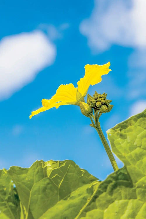 Close-Up Of Flower, Corning, New York, USA