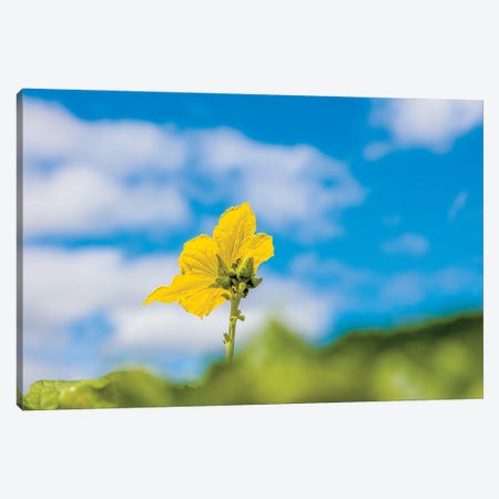 Close-Up Of Flower, Corning, New York, USA Canvas Print #PIM15933} by Panoramic Images Canvas Art