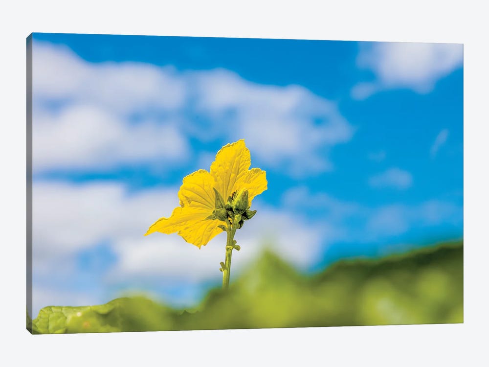 Close-Up Of Flower, Corning, New York, USA by Panoramic Images 1-piece Canvas Artwork