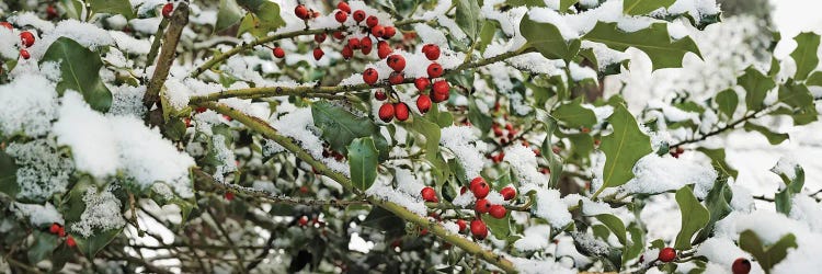 Close-Up Of Holly Berries Covered With Snow On A Tree