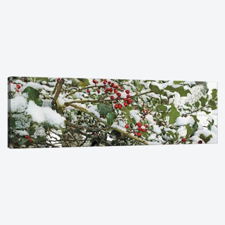 Close-Up Of Holly Berries Covered With Snow On A Tree Canvas Print #PIM15934} by Panoramic Images Canvas Art Print