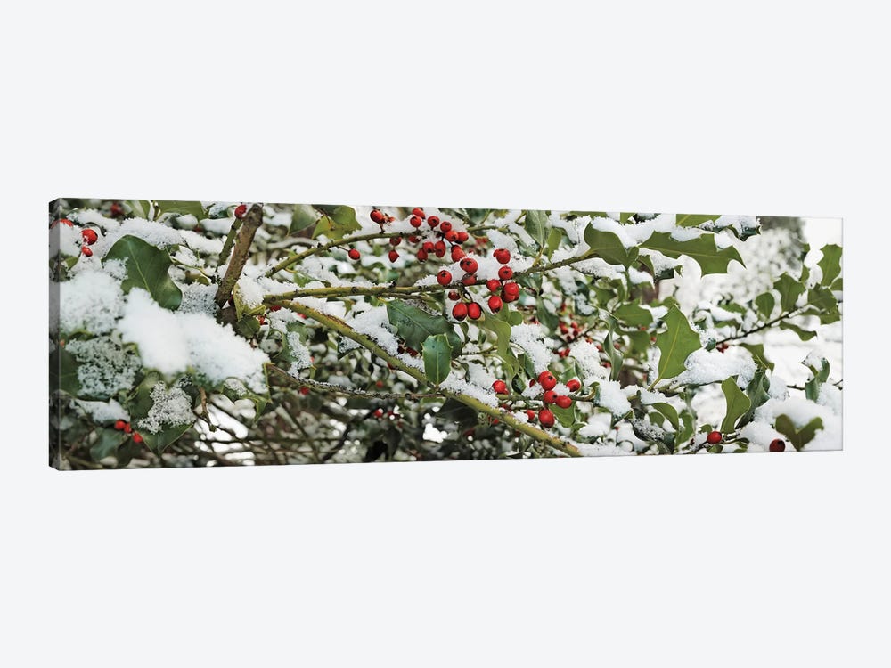 Close-Up Of Holly Berries Covered With Snow On A Tree by Panoramic Images 1-piece Canvas Art Print