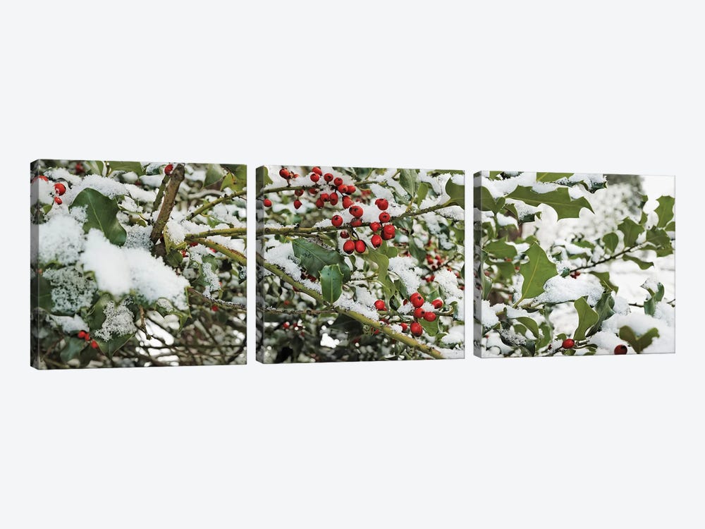 Close-Up Of Holly Berries Covered With Snow On A Tree by Panoramic Images 3-piece Art Print